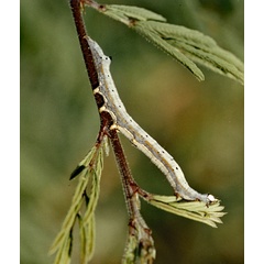 /filer/webapps/moths/media/images/C/catella_Achaea_C_Roland_01.jpg