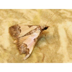 /filer/webapps/moths/media/images/J/jacobsalis_Autocharis_A_Sydes.jpg