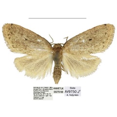 /filer/webapps/moths/media/images/C/capriolina_Spatulosia_HT_ANHRT.jpg