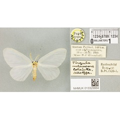 /filer/webapps/moths/media/images/M/melanoma_Pirgula_AT_BMNHa.jpg