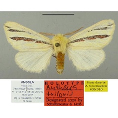 /filer/webapps/moths/media/images/T/triloris_Antheua_HT_Schintlmeister.jpg