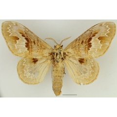 /filer/webapps/moths/media/images/C/clementsi_Schausinna_AF_Basquin_01.jpg