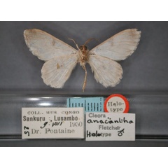 /filer/webapps/moths/media/images/A/anacantha_Cleora_HT_RMCA_02.jpg