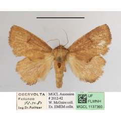 /filer/webapps/moths/media/images/R/rufa_Trachyptena_A_MGCLa_01.JPG