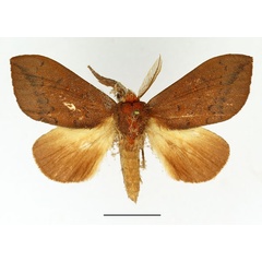 /filer/webapps/moths/media/images/B/bettoni_Trotonotus_AM_Basquin_03.jpg