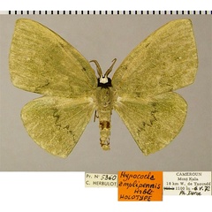 /filer/webapps/moths/media/images/A/amplipennis_Hypocoela_HT_ZSMa.jpg