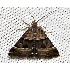 /filer/webapps/moths/media/images/H/hypotaenia_Ozarba_A_Braun_03.jpg