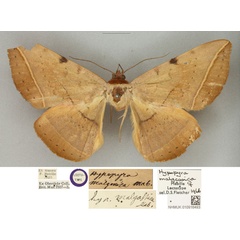 /filer/webapps/moths/media/images/M/malgassica_Hypopyra_LT_BMNHa.jpg