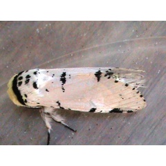 /filer/webapps/moths/media/images/M/marshalli_cameroona_Cerurina_A_Guyonnet.jpg