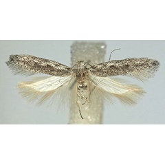 /filer/webapps/moths/media/images/A/asantesana_Scrobipalpa_PTM_ZMHB_01.jpg