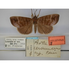 /filer/webapps/moths/media/images/C/ceromacra_Avitta_HT_RMCA_01.jpg