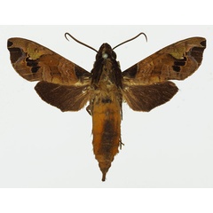 /filer/webapps/moths/media/images/M/maculifera_Antinephele_AM_Basquin_03.jpg