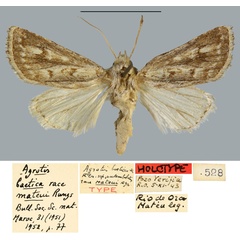 /filer/webapps/moths/media/images/M/mateui_Agrotis_HT_MNHN.jpg