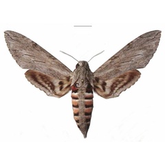 /filer/webapps/moths/media/images/C/convolvuli_Agrius_AF_EMEM.jpg