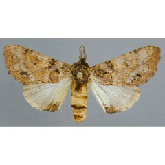 /filer/webapps/moths/media/images/R/rosinaria_Rosinella_A_RMCA_02.jpg