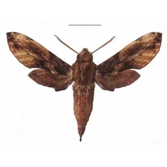 /filer/webapps/moths/media/images/P/pelius_Theretra_AM_EMEM_02.jpg
