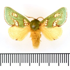 /filer/webapps/moths/media/images/P/prasina_Taeda_AM_BMNH_01.jpg