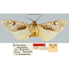 /filer/webapps/moths/media/images/P/pupieri_Spilosoma_HT_MNHN.jpg