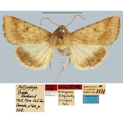 /filer/webapps/moths/media/images/T/toddi_Helicoverpa_HT_MNHN.jpg