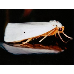 /filer/webapps/moths/media/images/A/astriga_Ilemodes_A_Roland.jpg