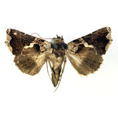 /filer/webapps/moths/media/images/N/nigrogemmea_Phytometra_A_RMCA.jpg