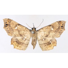 /filer/webapps/moths/media/images/V/vicaria_Egnasia_AF_TMSA_01.jpg