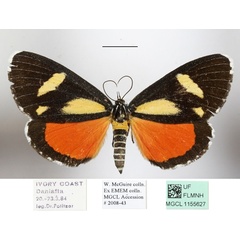 /filer/webapps/moths/media/images/A/agaristoides_Phaegorista_AF_MGCLa_02.JPG