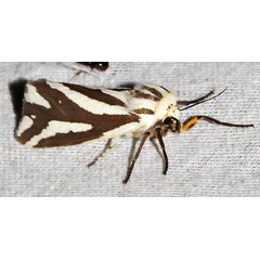 /filer/webapps/moths/media/images/A/arborifera_Paralacydes_A_Braun_07.jpg