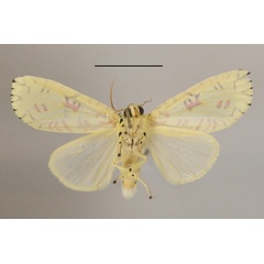 /filer/webapps/moths/media/images/S/strigicincta_Mazuca_A_MGCLb_01.JPG