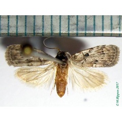 /filer/webapps/moths/media/images/D/denauxi_Nola_AM_Bippus.jpg