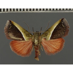 /filer/webapps/moths/media/images/D/divisa_Eustrotia_A_Fiebig_04.jpg