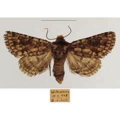 /filer/webapps/moths/media/images/S/swartlandensis_Klugeana_AF_TMSA_02.jpg