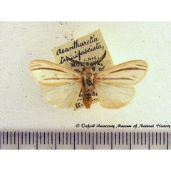 /filer/webapps/moths/media/images/T/tenuifasciata_Acantharctia_A_OUMNH.jpg