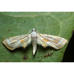 /filer/webapps/moths/media/images/G/gueneealis_Ambia_A_Pasquasy.jpg