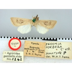 /filer/webapps/moths/media/images/P/poebora_Sesamia_HT_BMNH.jpg