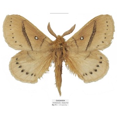 /filer/webapps/moths/media/images/O/orientalis_Philotherma_HT_Basquina.jpg