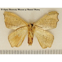 /filer/webapps/moths/media/images/A/andersoni_Epicampoptera_A_OUMNHb_01.jpg