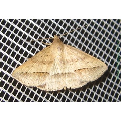 /filer/webapps/moths/media/images/S/stictigramma_Gesonia_A_Bippus.jpg