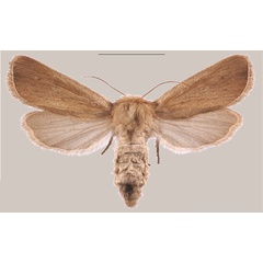 /filer/webapps/moths/media/images/C/corymbosus_Sesamia_PTF_MNHNa.jpg