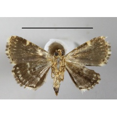 /filer/webapps/moths/media/images/A/aethiops_Pseudozarba_A_MGCLb_01.JPG