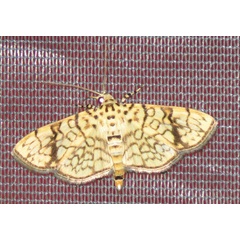 /filer/webapps/moths/media/images/P/polycymalis_Haritalodes_A_Hines.jpg