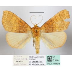 /filer/webapps/moths/media/images/A/aurantiaca_Xanthodesma_A_MGCLa_01.JPG