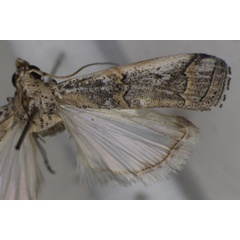 /filer/webapps/moths/media/images/A/arida_Pempelia_AM_Monks_01.jpg