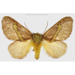 /filer/webapps/moths/media/images/E/epsteini_Latoia_PTF_ANHRT.jpg