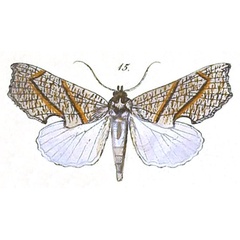 /filer/webapps/moths/media/images/Z/zanderi_Arcyophora_Felder_111_15.jpg