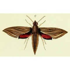 /filer/webapps/moths/media/images/E/eson_Hippotion_Cramer3_226_C.jpg