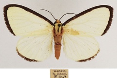 Leucovis alba