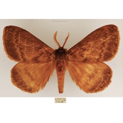 /filer/webapps/moths/media/images/I/incerta_Phyllalia_AM_TMSA_01.jpg