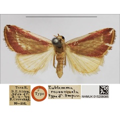 /filer/webapps/moths/media/images/R/roseocincta_Eublemma_HT_NHMUK.jpg