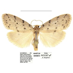 /filer/webapps/moths/media/images/A/africana_Spatulosia_AM_ANHRT_01.jpg